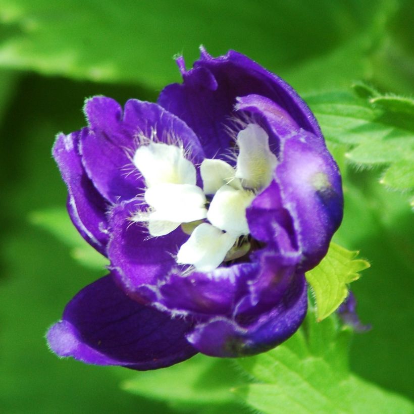 Delphinium Christel - Pied d'Alouette vivace (Floraison)