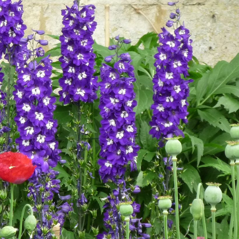 Delphinium Christel - Pied d'Alouette vivace (Port)