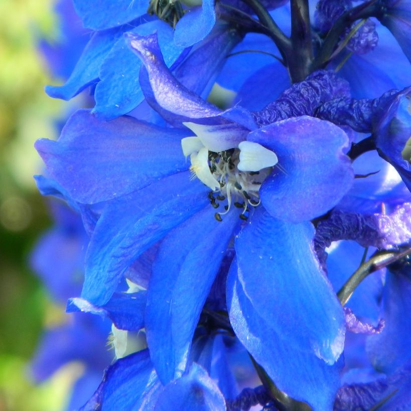 Delphinium Cristella - Pied d'Alouette vivace (Floraison)