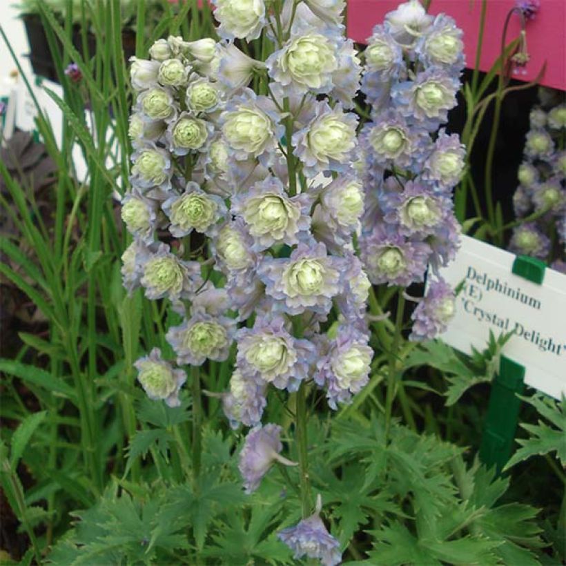 Delphinium Crystal Delight - Pied d'alouette élevé (Port)