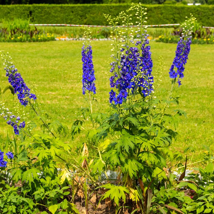 Delphinium Dark Blue-White Bee - Pied d'Alouette vivace (Port)