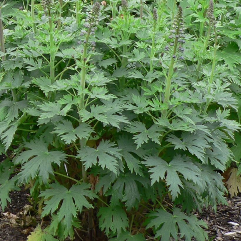 Delphinium Dusky Maiden - Pied d'Alouette vivace (Feuillage)