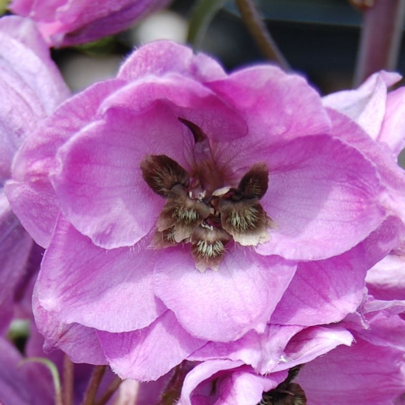 Delphinium Dusky Maiden - Pied d'Alouette vivace (Floraison)