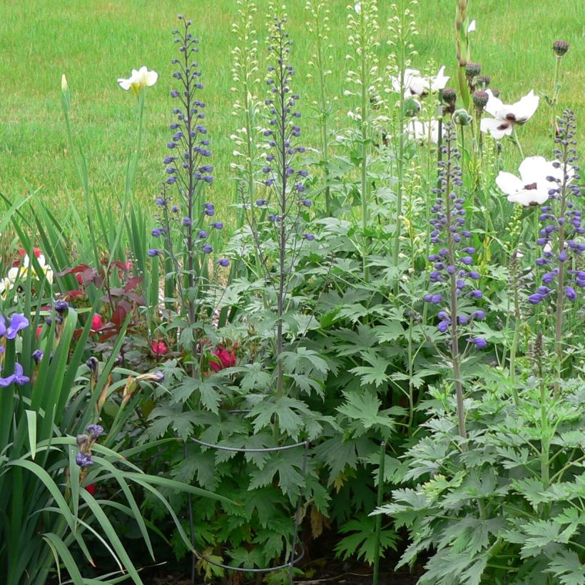 Delphinium Dusky Maiden - Pied d'Alouette vivace (Port)