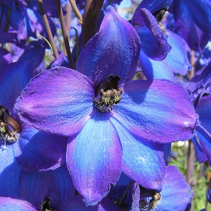 Delphinium F.W. Smith - Pied d'Alouette vivace (Floraison)