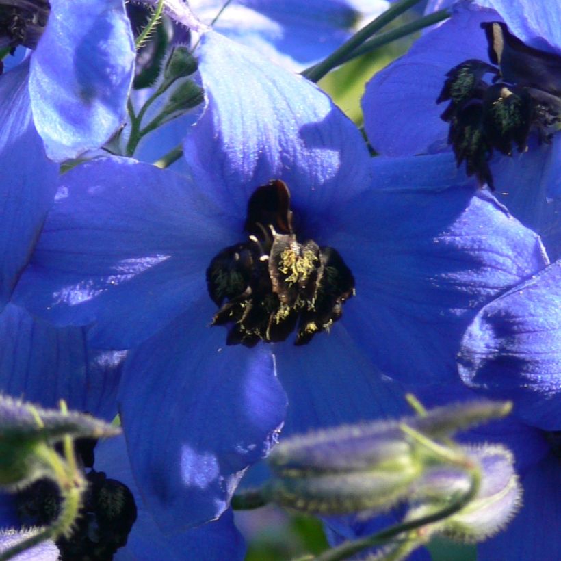 Delphinium x cultorum Finsteraarhorn - Pied d'Alouette vivace (Floraison)