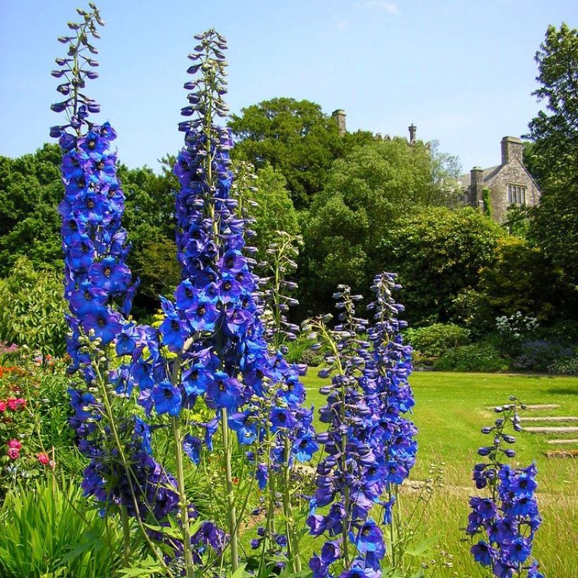 Delphinium x cultorum Finsteraarhorn - Pied d'Alouette vivace (Port)