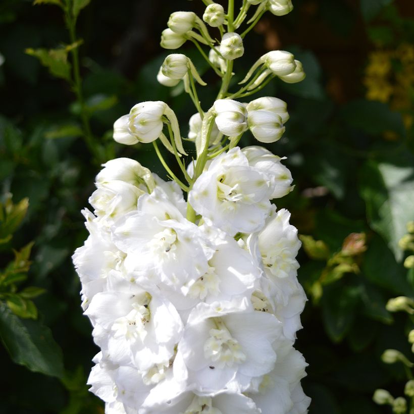 Delphinium Guardian White - Pied d'alouette vivace (Floraison)