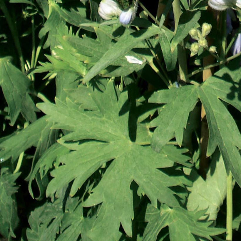 Delphinium Pacific Guinerve - Pied d'Alouette vivace (Feuillage)