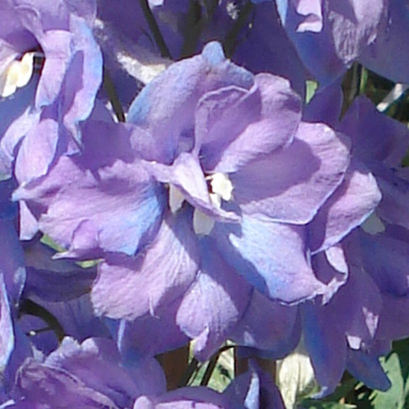 Delphinium Pacific Guinerve - Pied d'Alouette vivace (Floraison)