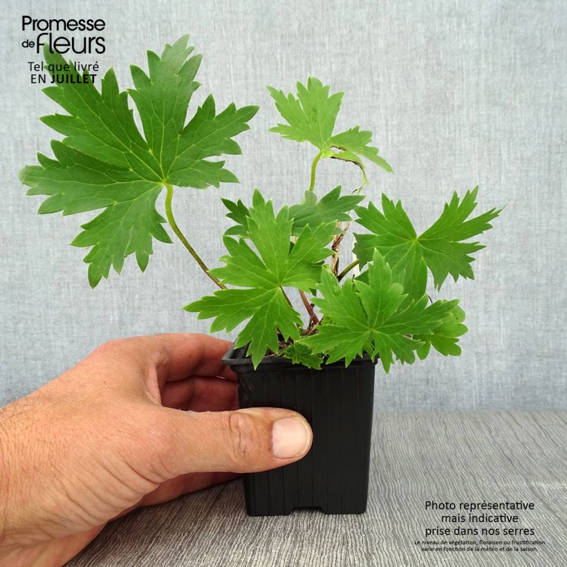 Spécimen de Delphinium Highlander Bolero - Pied d'alouette vivace Godet de 8/9 cm tel que livré en été