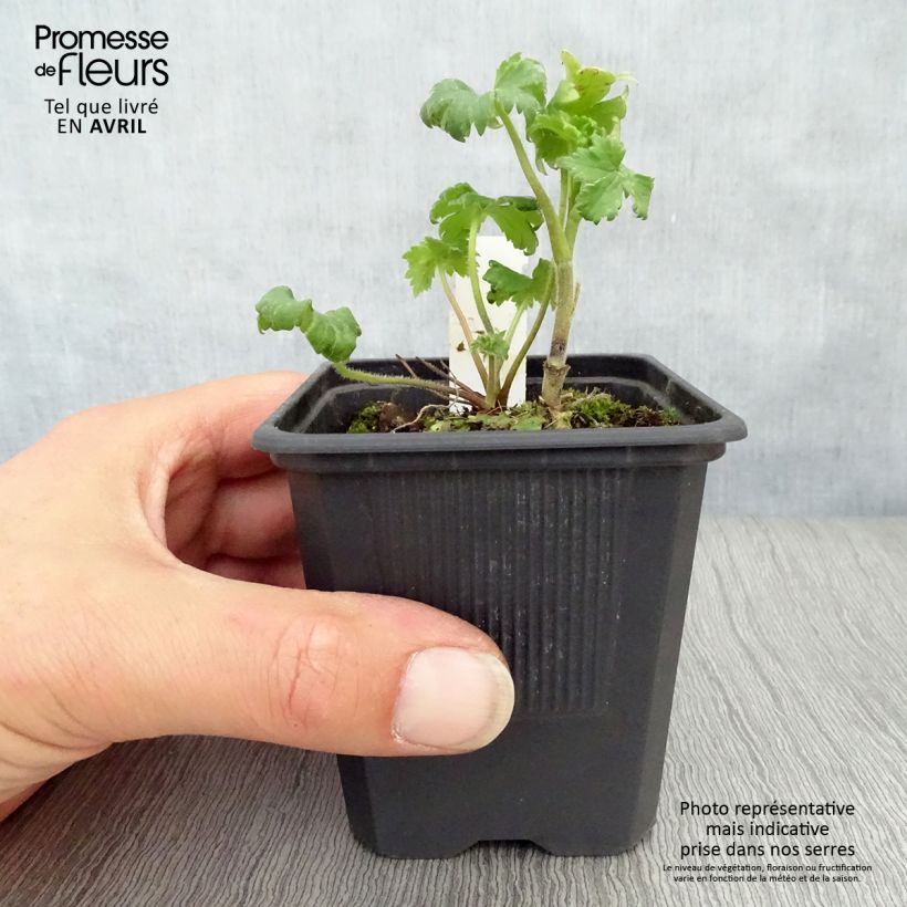 Spécimen de Delphinium Highlander Bolero - Pied d'alouette vivace Godet de 9cm tel que livré au printemps