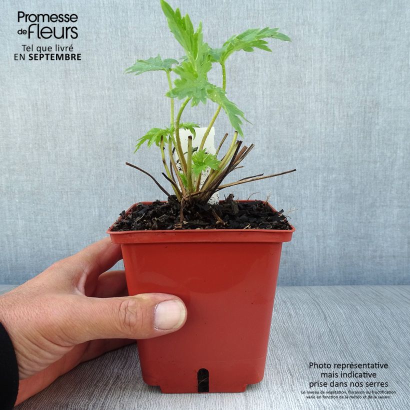 Spécimen de Delphinium Highlander Cha Cha - Pied d'alouette vivace Pot de 1L/1,5L tel que livré en automne