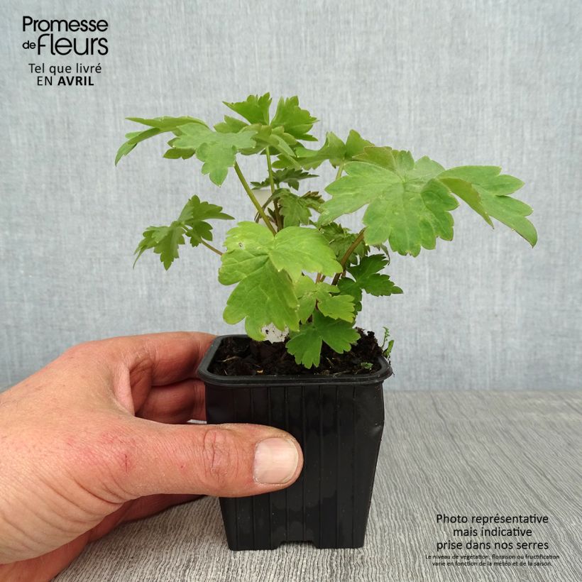 Spécimen de Delphinium Highlander Cha Cha - Pied d'alouette vivace Godet de 9cm tel que livré au printemps