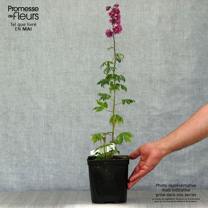 Spécimen de Delphinium Highlander Flamenco - Pied d'Alouette vivace - pot de 2L/3L tel que livré au printemps