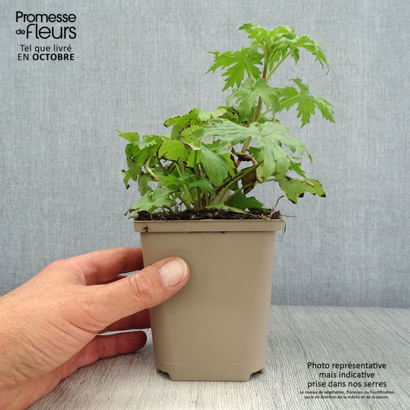 Spécimen de Delphinium Highlander Samba - Pied d'Alouette vivace Godet de 8/9 cm tel que livré en automne