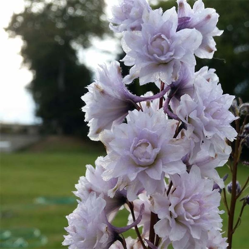 Delphinium Highlander Cha Cha - Pied d'alouette vivace (Floraison)