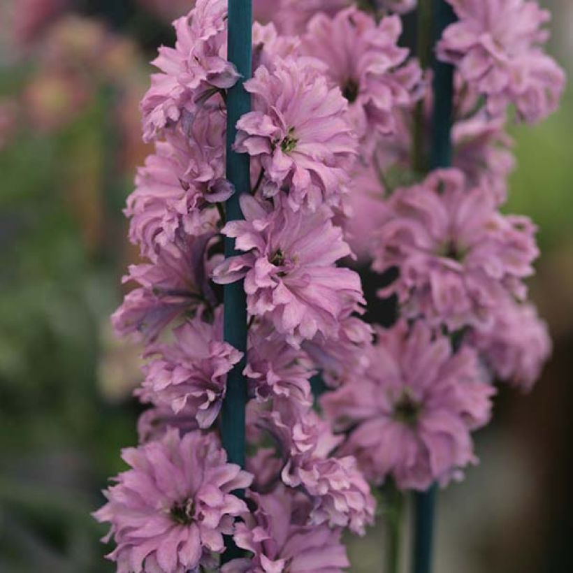 Delphinium Highlander Flamenco - Pied d'Alouette vivace  (Floraison)