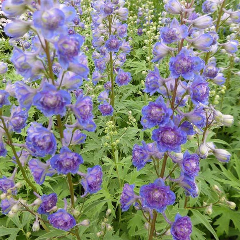 Delphinium Highlander Sweet Sensation - Pied d'Alouette vivace (Floraison)