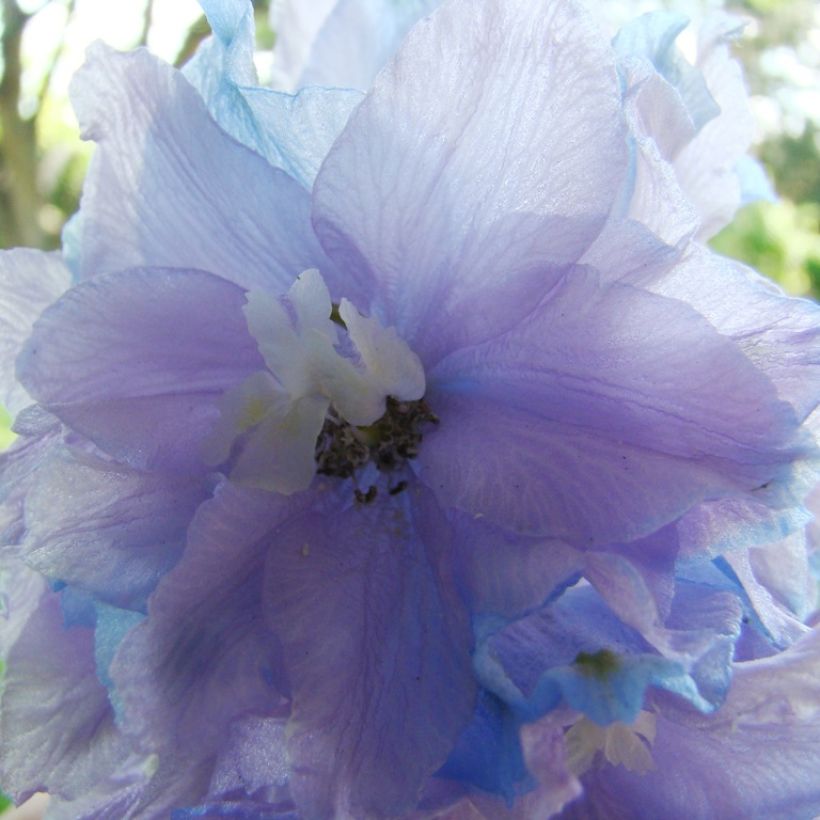 Delphinium Misty Mauves - Pied d'Alouette vivace (Floraison)