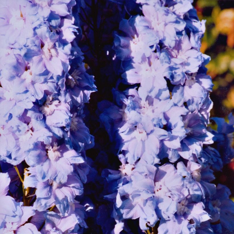 Delphinium Misty Mauves - Pied d'Alouette vivace (Port)