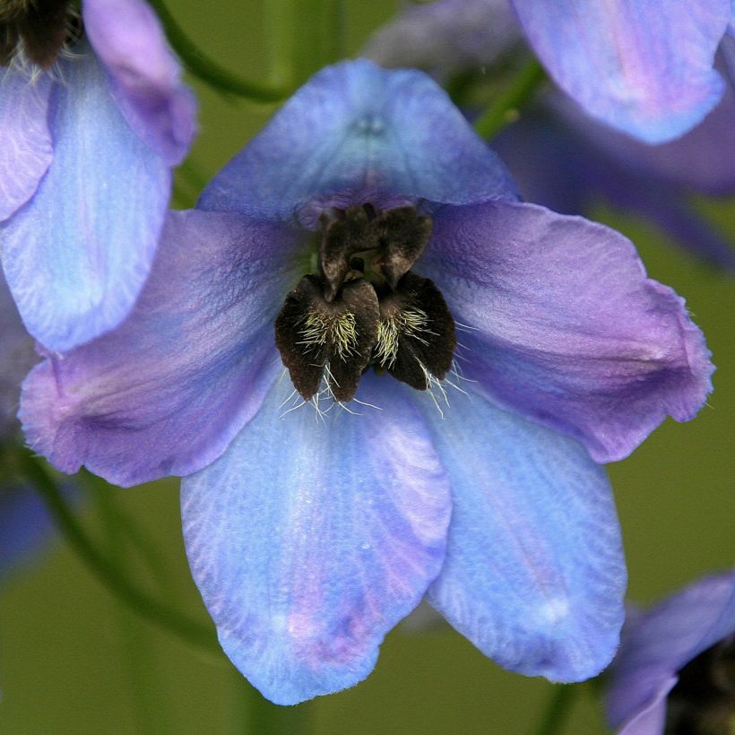 Delphinium Mrs Newton Lees - Pied d'Alouette vivace (Floraison)