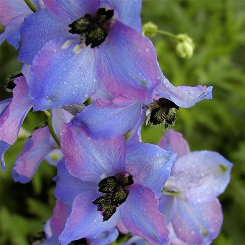 Delphinium Ouvertüre - Pied d'Alouette vivace (Floraison)