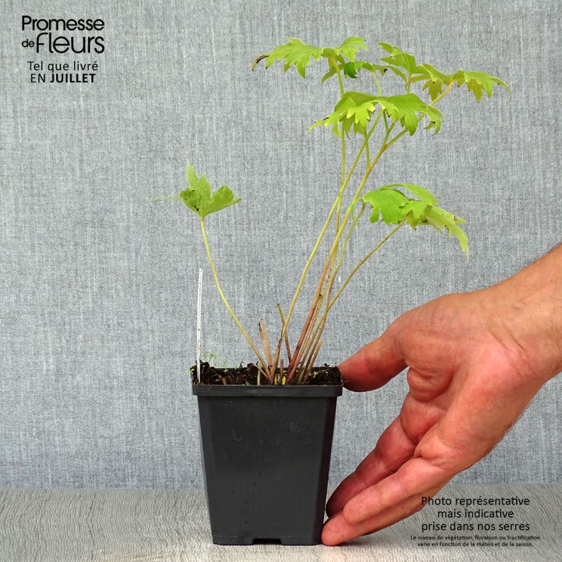 Spécimen de Delphinium Pacific Astolat - Pied d'Alouette vivace Godet de 8/9 cm tel que livré en été