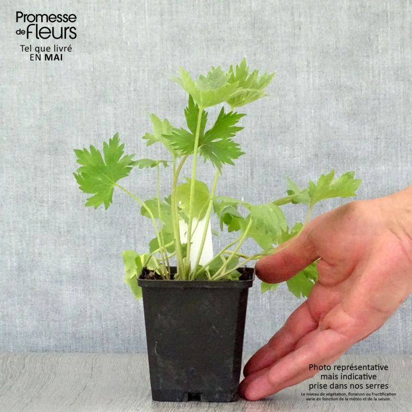 Spécimen de Delphinium Pacific Astolat - Pied d'Alouette vivace Godet de 9cm tel que livré au printemps
