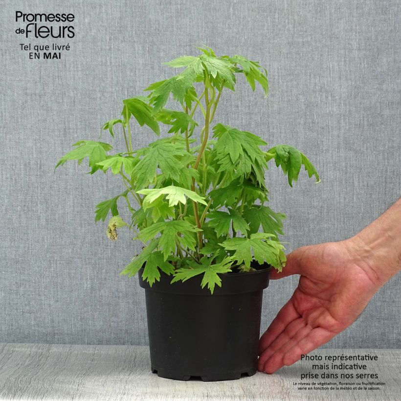 Spécimen de Delphinium Pacific Astolat - Pied d'Alouette vivace en pot de 2L/3L tel que livré au printemps