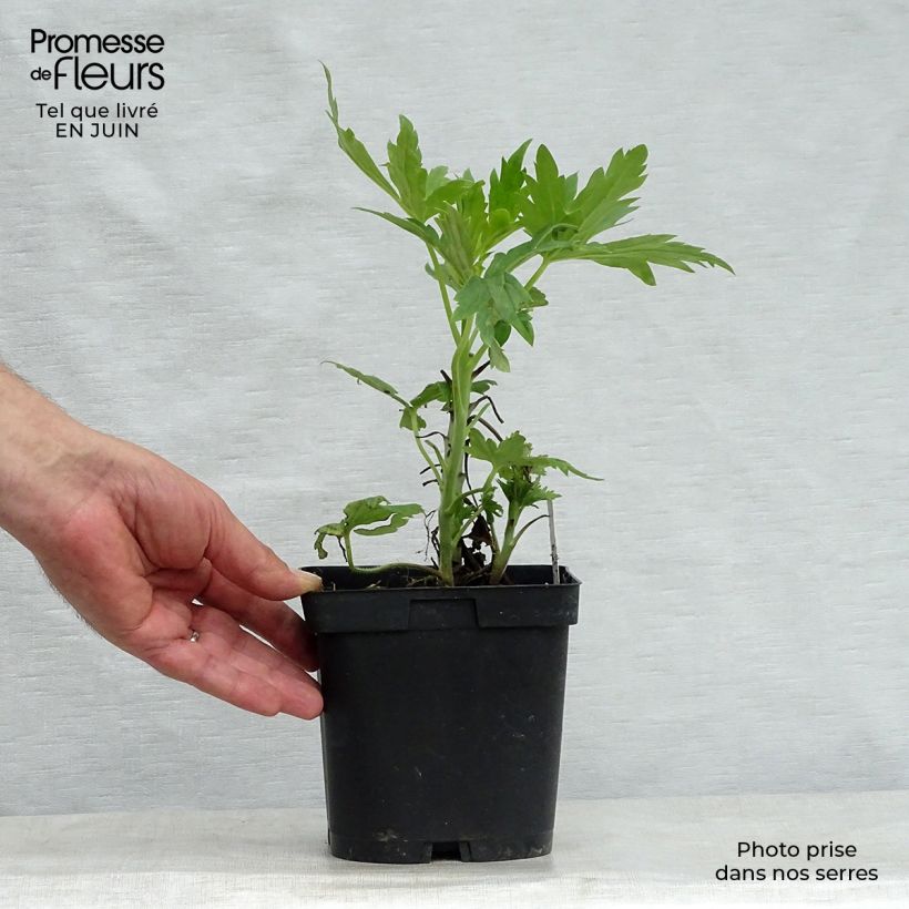 Spécimen de Delphinium Pacific Black Knight - Pied d'Alouette vivace Pot de 2L/3L tel que livré en été