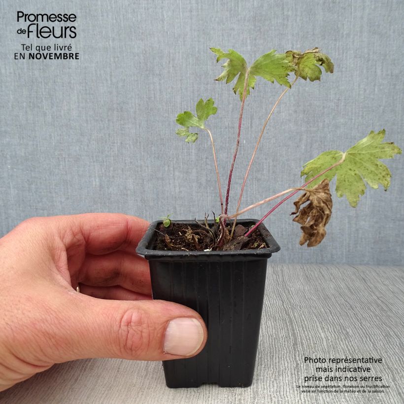 Spécimen de Delphinium Pacific Black Knight - Pied d'Alouette vivace tel que livré en automne