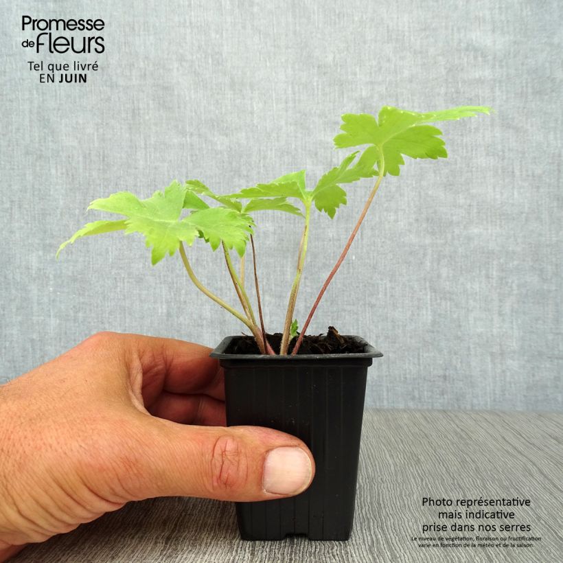 Spécimen de Delphinium Pacific Black Knight - Pied d'Alouette vivace Godet de 7/8 cm tel que livré en été