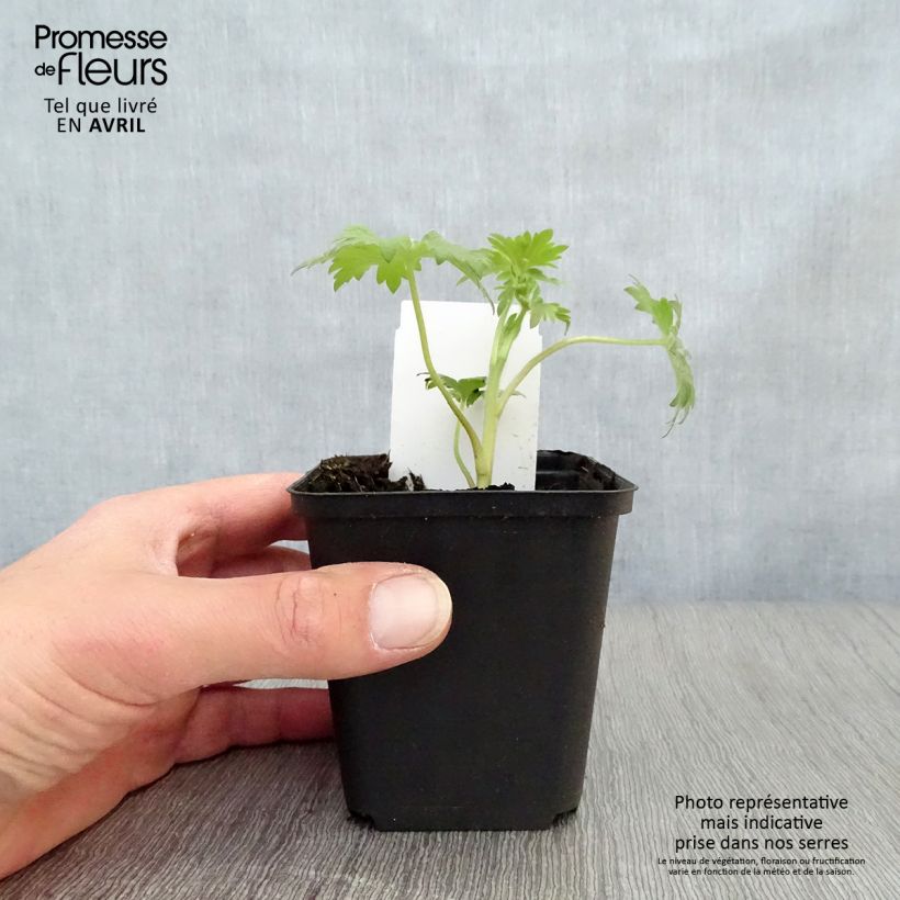 Spécimen de Delphinium Pacific Black Knight - Pied d'Alouette vivace en godet de 7 cm tel que livré au printemps