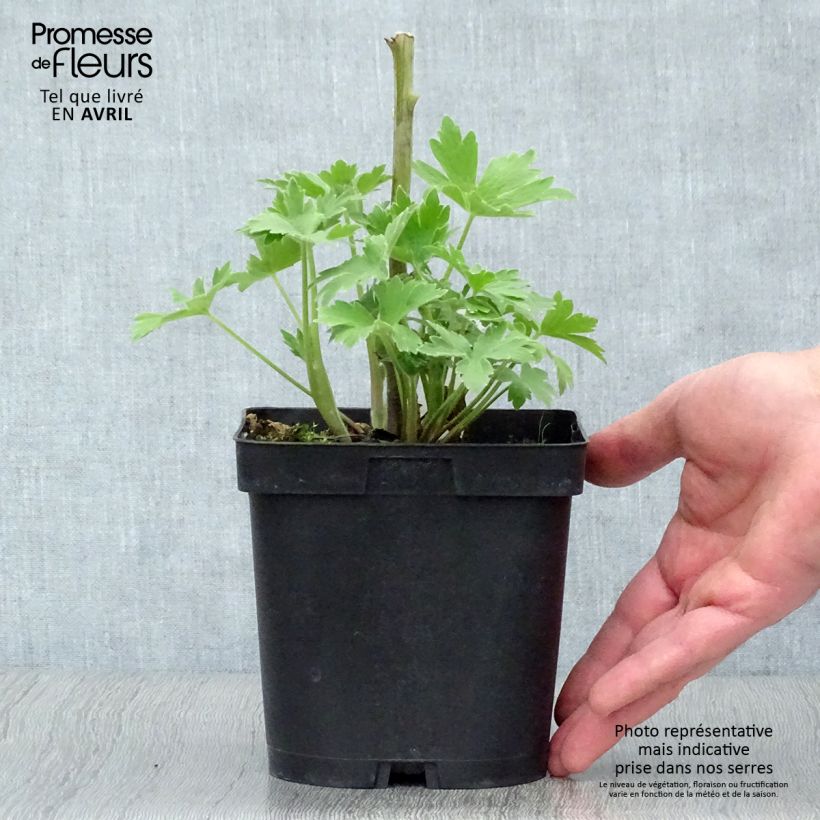 Spécimen de Delphinium Pacific Black Knight - Pied d'Alouette vivace en pot de 2/3L tel que livré au printemps