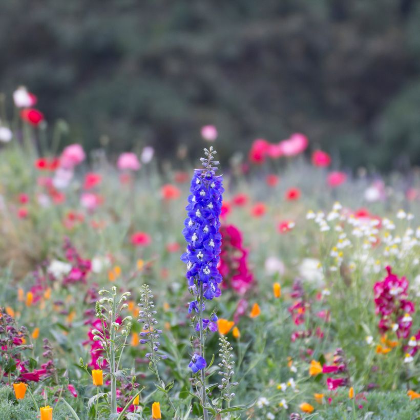 Delphinium Pacific Blue Bird - Pied d'Alouette vivace (Port)