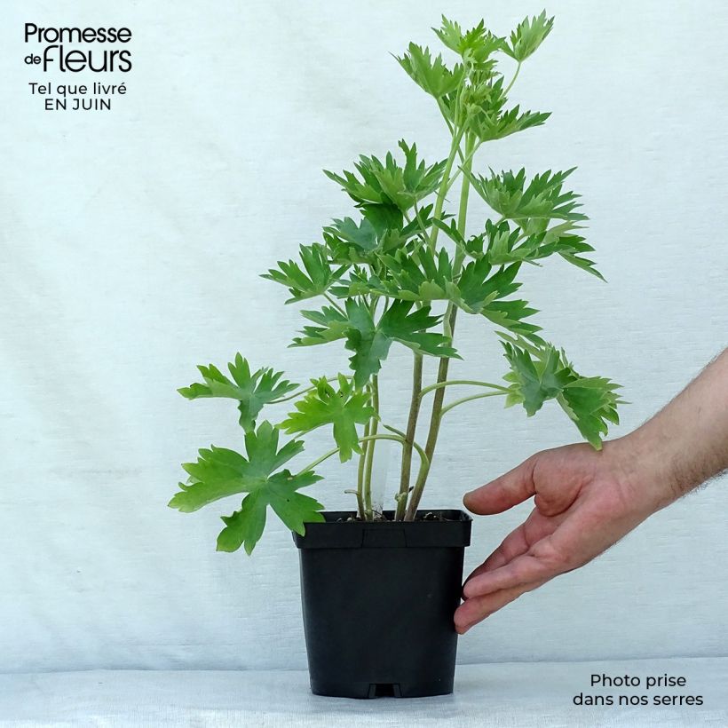 Spécimen de Delphinium Pacific Blue Bird - Pied d'Alouette vivace Pot de 2L/3L tel que livré en été