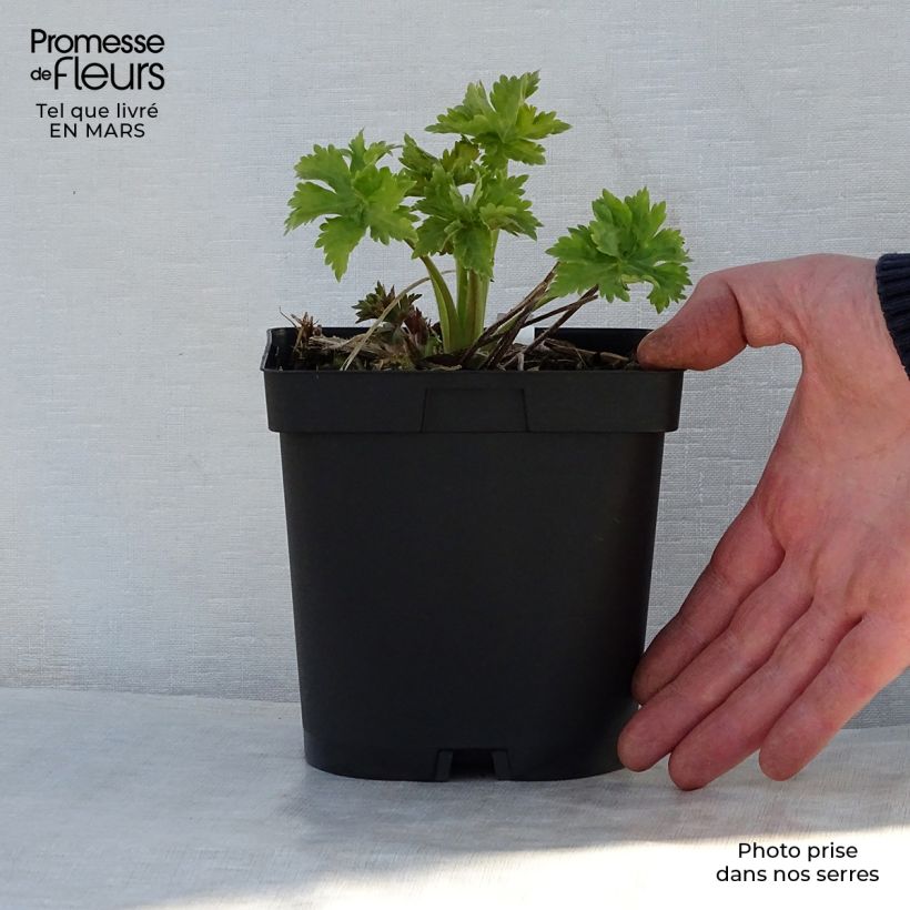 Spécimen de Delphinium Pacific Blue Bird - Pied d'Alouette vivace en pot de 2/3L tel que livré au printemps