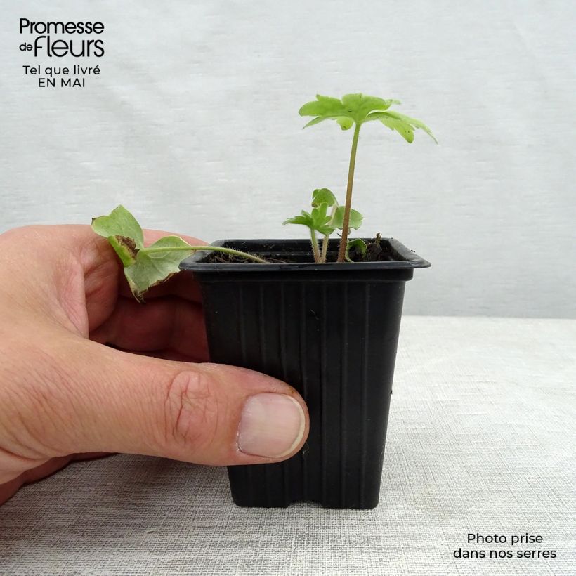 Spécimen de Delphinium Pacific Blue Bird - Pied d'Alouette vivace en godet de 7/8cm tel que livré au printemps