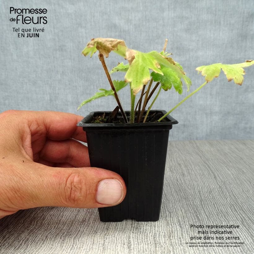 Spécimen de Delphinium Pacific Blue Bird - Pied d'Alouette vivace Godet de 7/8 cm tel que livré en été