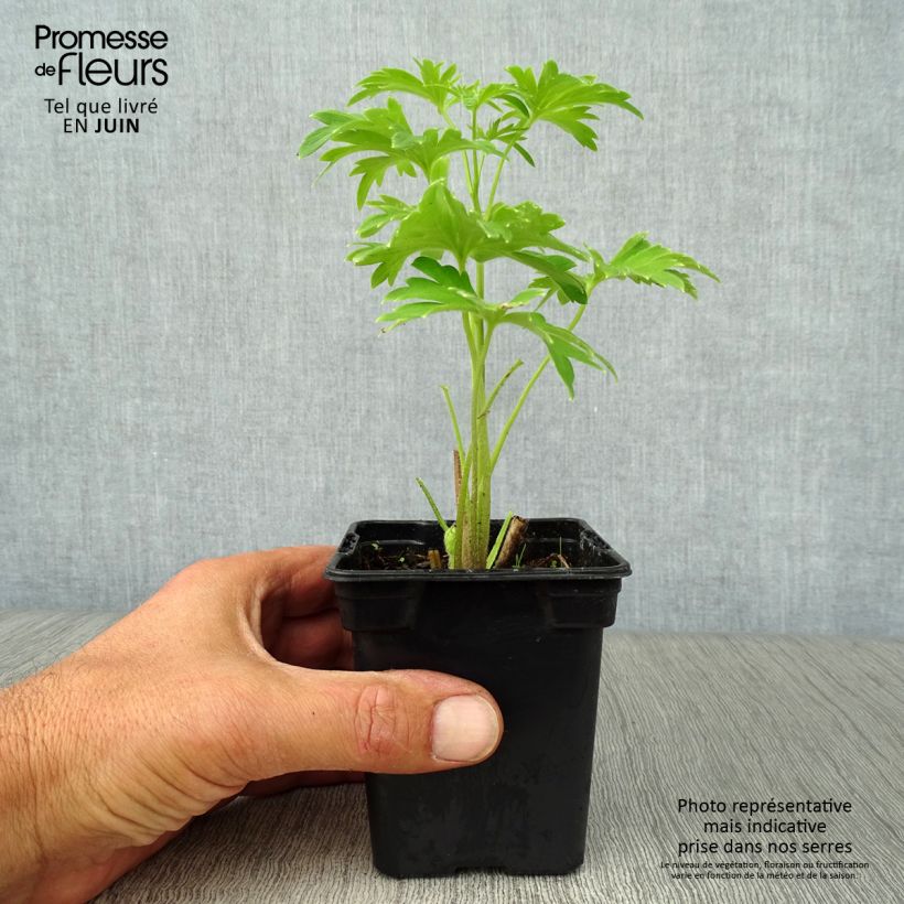 Spécimen de Delphinium Pacific Blue Jay - Pied d'Alouette vivace Godet de 7/8 cm tel que livré en été