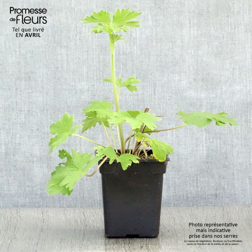 Spécimen de Delphinium Pacific Blue Jay - Pied d'Alouette vivace Godet de 9cm tel que livré au printemps