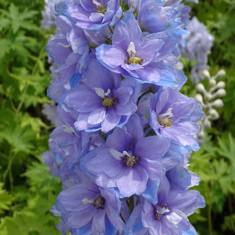 Delphinium Pacific giant Cameliard - Pied d'Alouette vivace (Floraison)