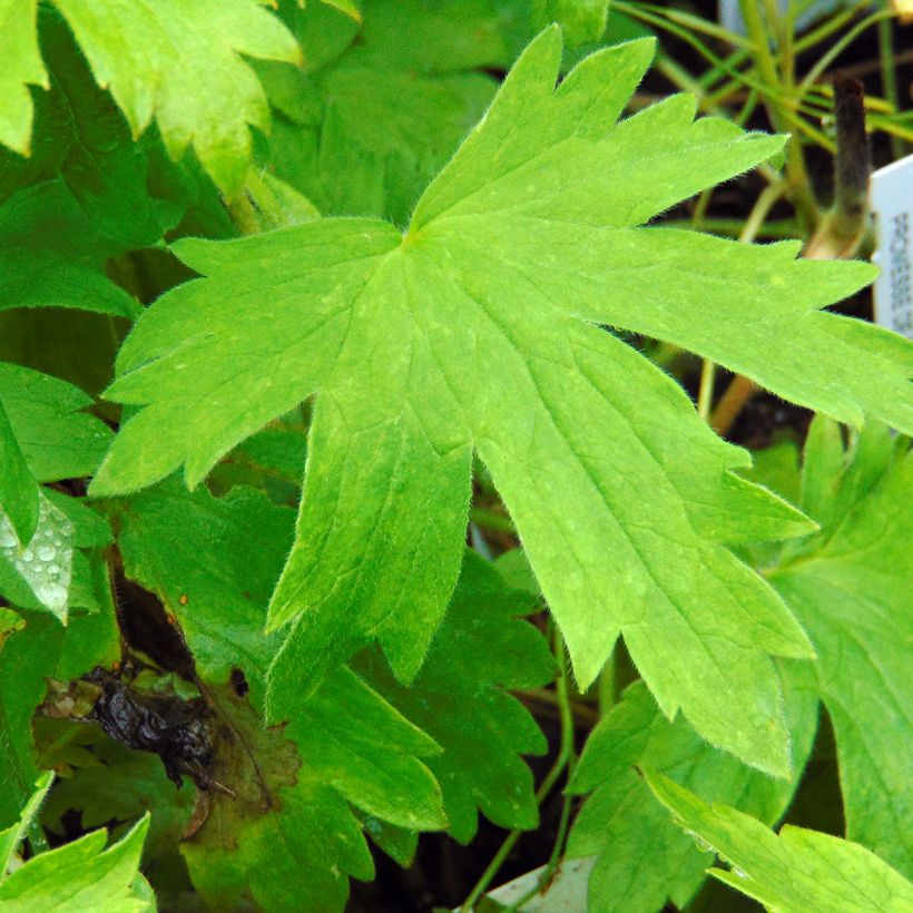 Delphinium Pacific Galahad - Pied d'Alouette vivace (Feuillage)