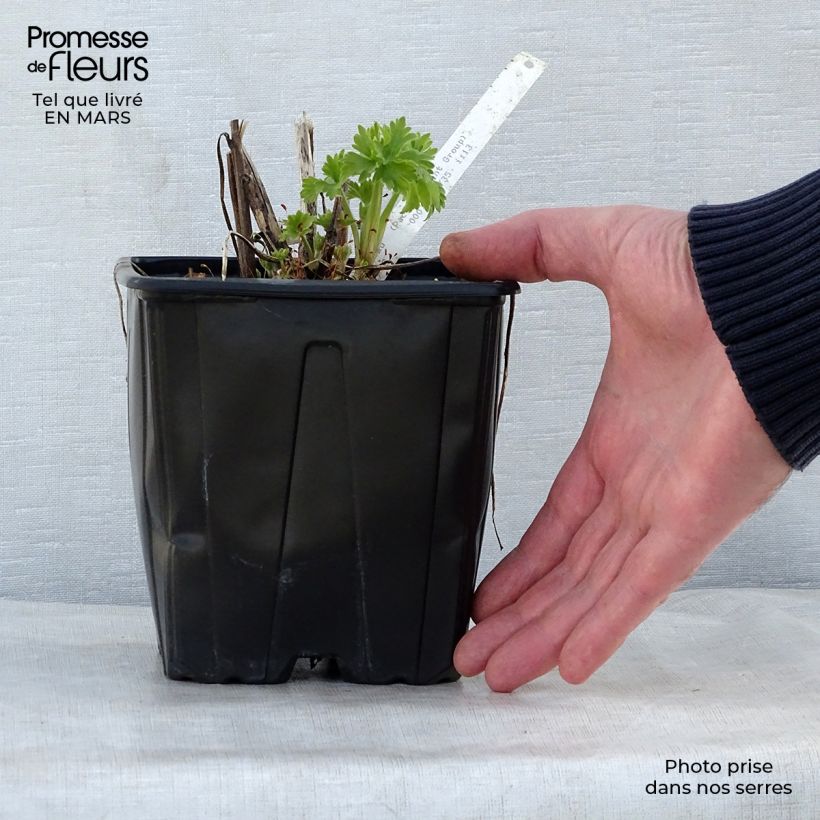 Spécimen de Delphinium Pacific Galahad - Pied d'Alouette vivace en pot de 2/3L tel que livré au printemps