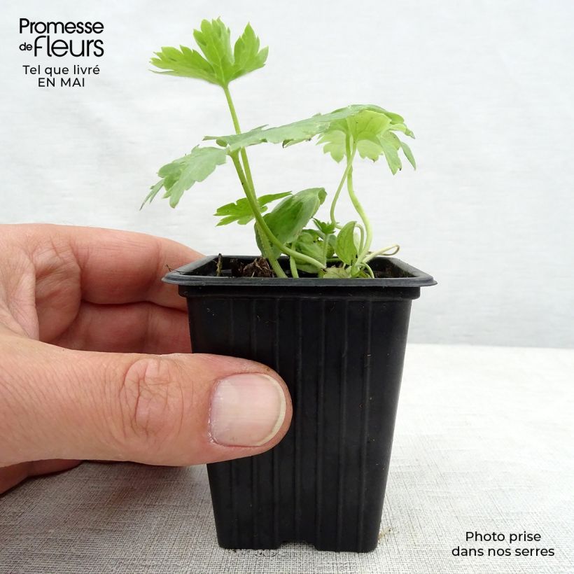 Spécimen de Delphinium Pacific Galahad - Pied d'Alouette vivace en godet de 7/8 cm tel que livré au printemps