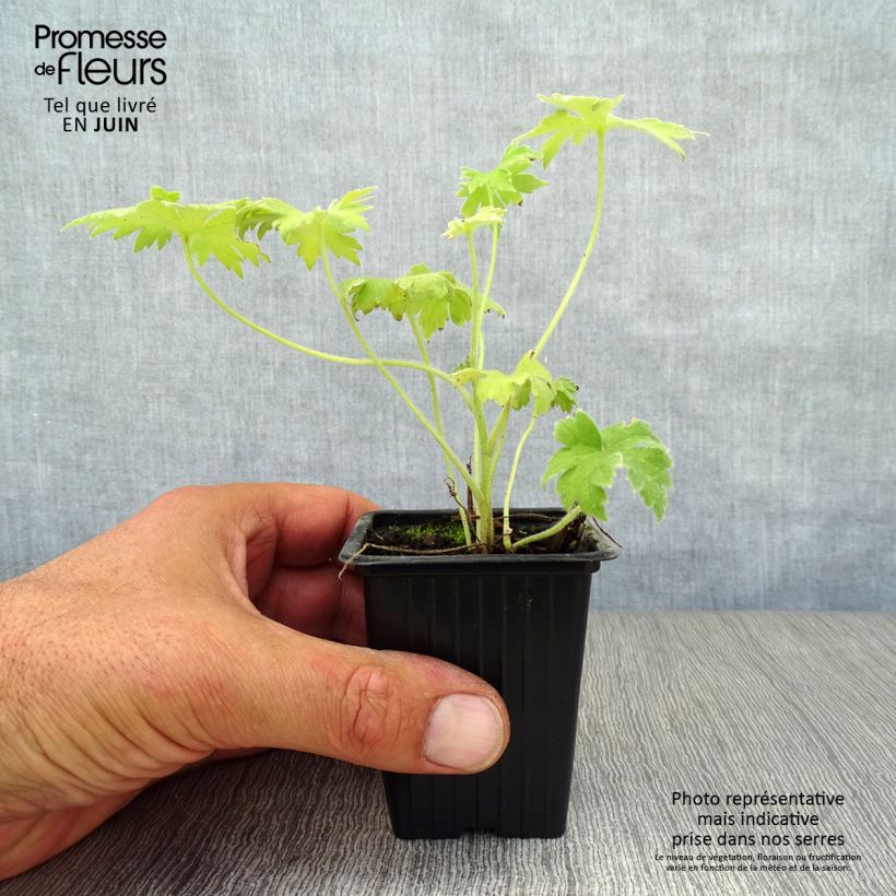 Spécimen de Delphinium Pacific Galahad - Pied d'Alouette vivace Godet de 7/8 cm tel que livré en été