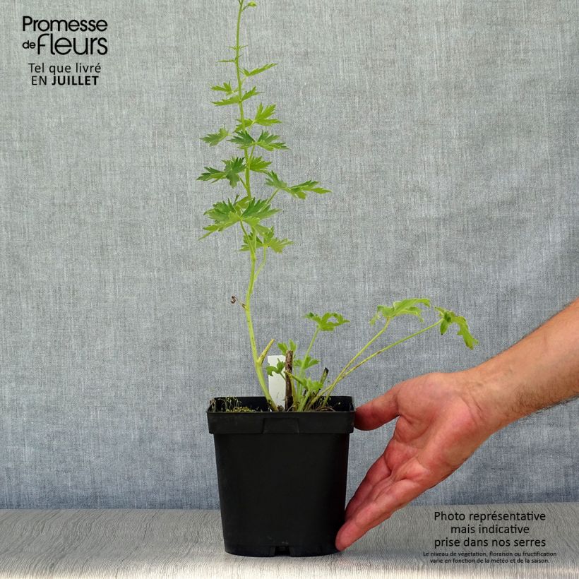 Spécimen de Delphinium Pacific Galahad - Pied d'Alouette vivace Pot de 2L/3L tel que livré en été