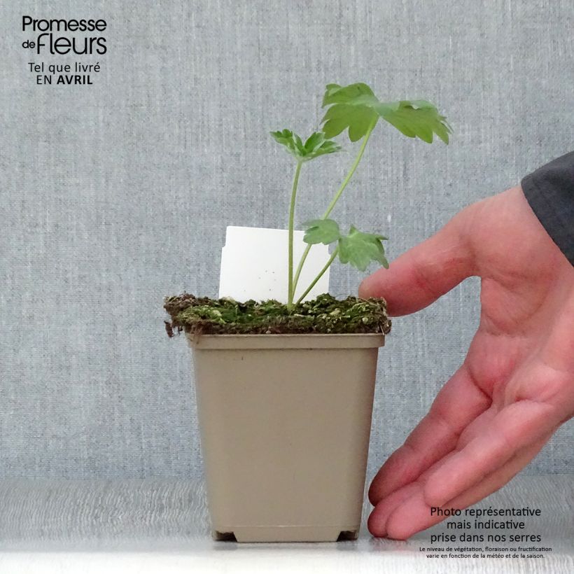 Spécimen de Delphinium Pacific Guinerve - Pied d'Alouette vivace Godet 7/8cm tel que livré au printemps