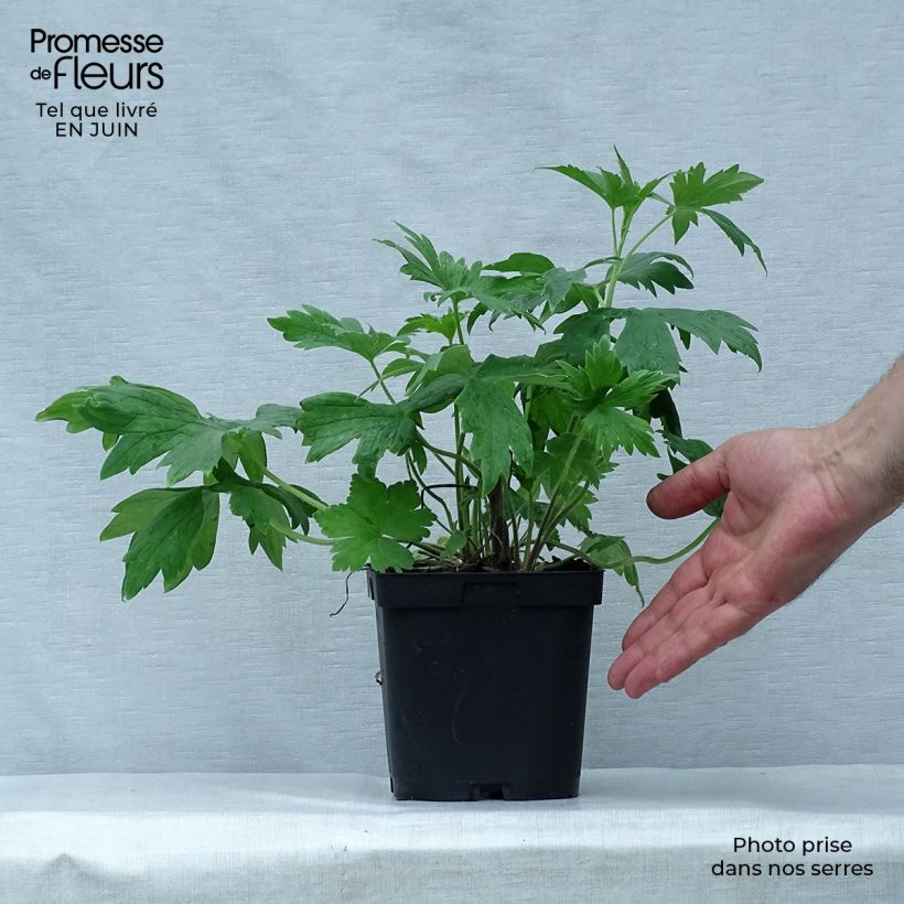 Spécimen de Delphinium Pacific King Arthur - Pied d'Alouette vivace Pot de 2L/3L tel que livré en été